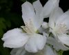 image of Philadelphus coronarius