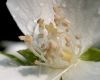 image of Philadelphus coronarius
