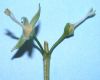 image of Philadelphus coronarius