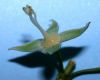 image of Philadelphus coronarius