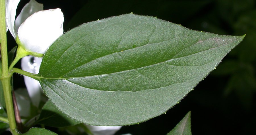 Hydrangeaceae Philadelphus coronarius