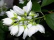 image of Philadelphus coronarius
