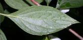 image of Philadelphus coronarius