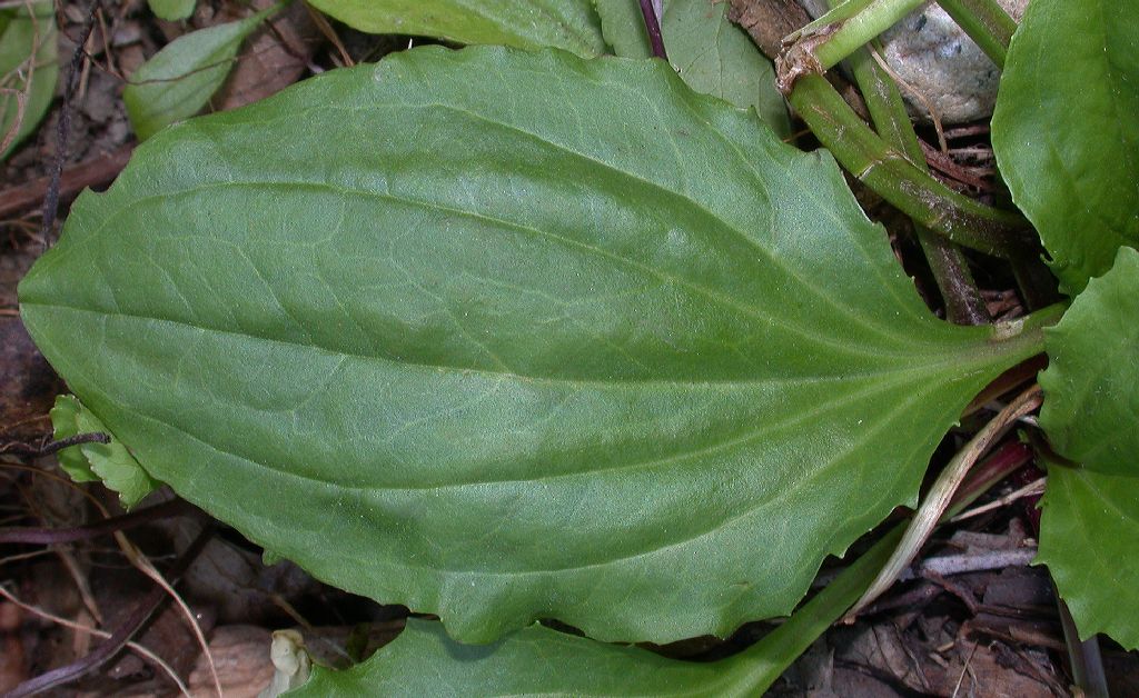 Plantaginaceae Plantago major