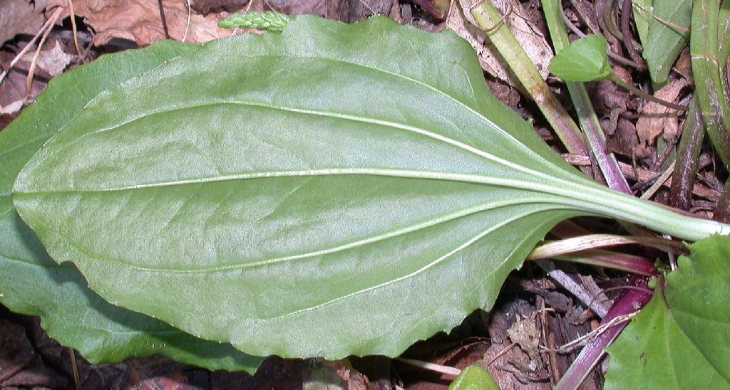 Plantaginaceae Plantago major