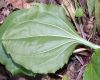 image of Plantago major