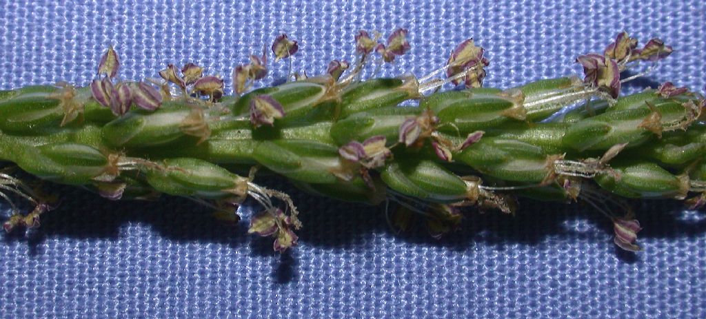 Plantaginaceae Plantago major
