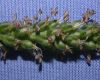 image of Plantago major