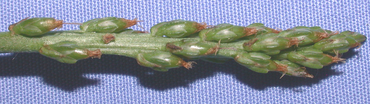 Plantaginaceae Plantago major