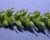 image of Plantago major