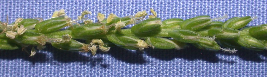 Plantaginaceae Plantago major