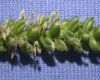 image of Plantago major