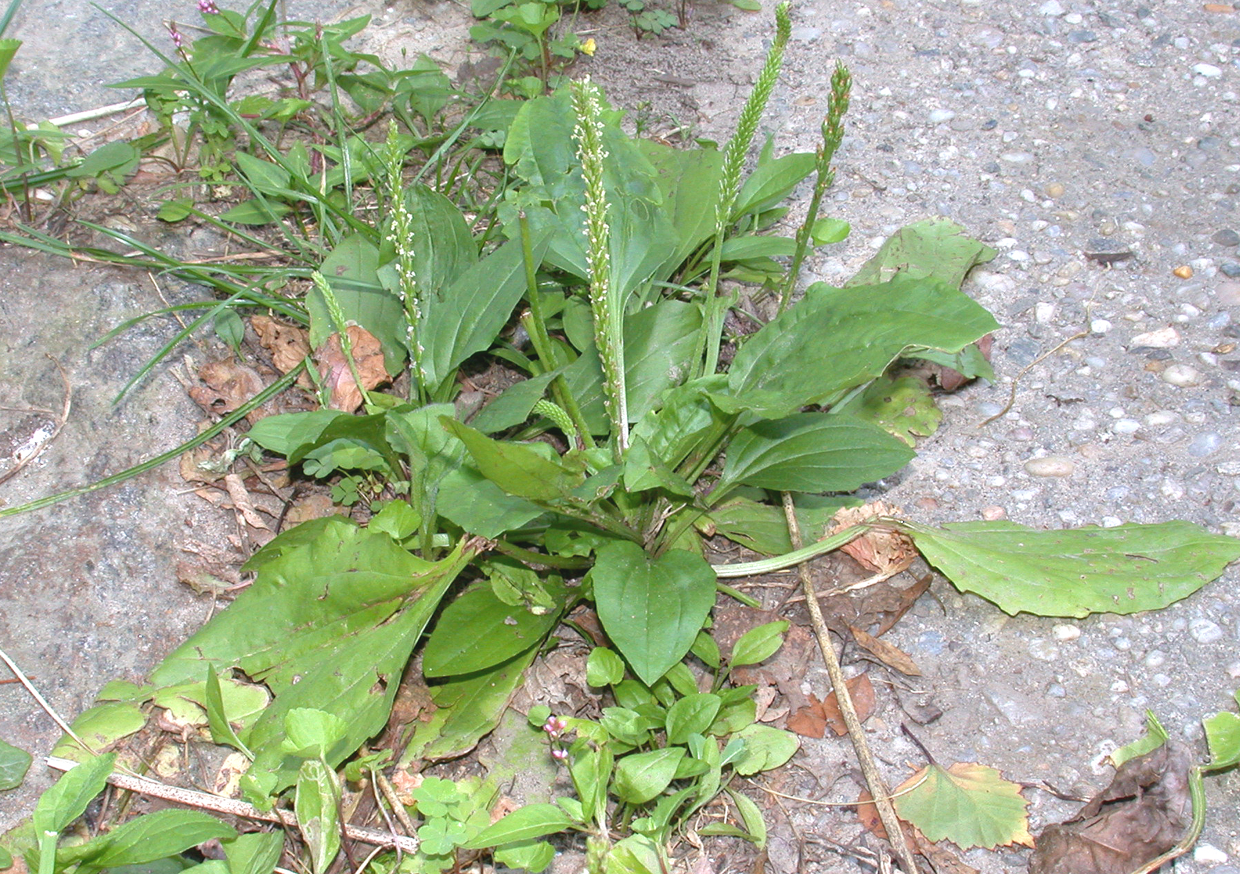 Plantaginaceae Plantago major