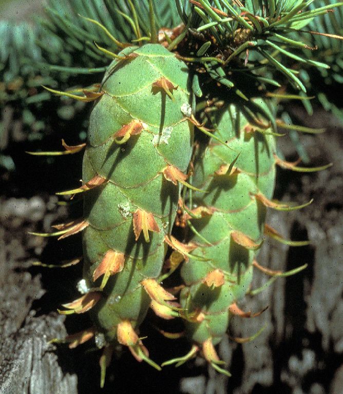 Pinaceae Pseudotsuga menziesii