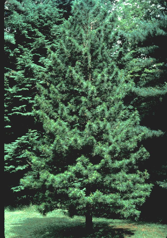 Sciadopityaceae Sciadopitys verticillata