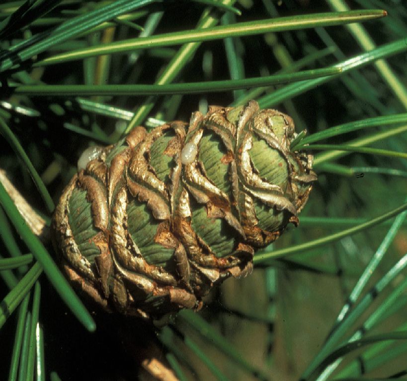 Sciadopityaceae Sciadopitys verticillata