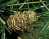 image of Sciadopitys verticillata