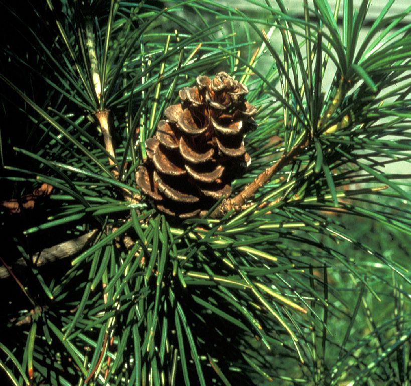 Sciadopityaceae Sciadopitys verticillata