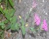image of Silene armeria