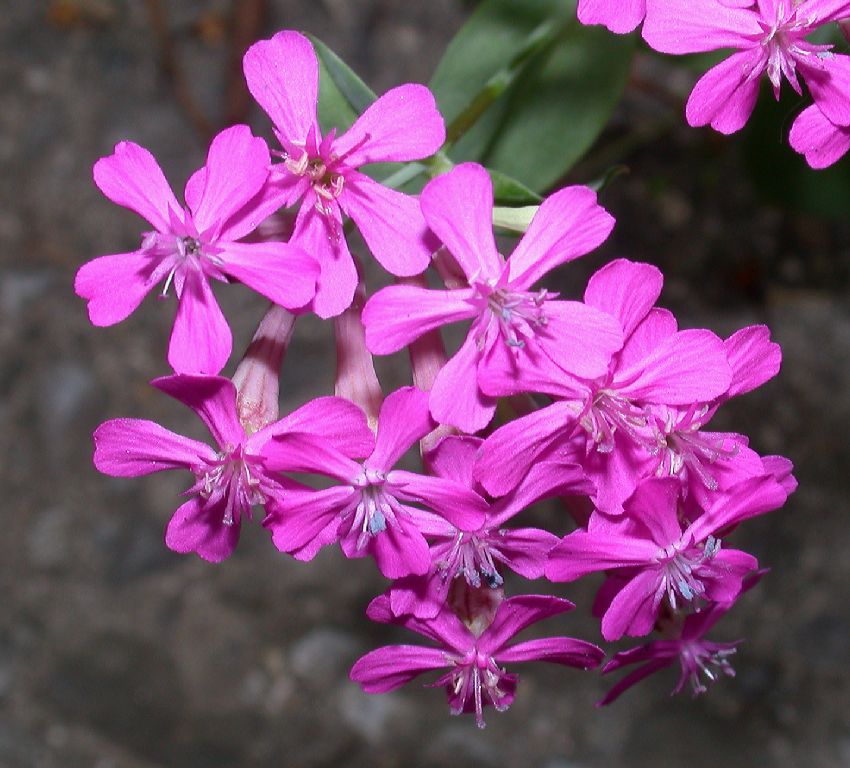 Caryophyllaceae Silene armeria
