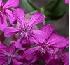 image of Silene armeria