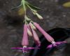 image of Silene armeria
