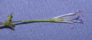 image of Silene armeria
