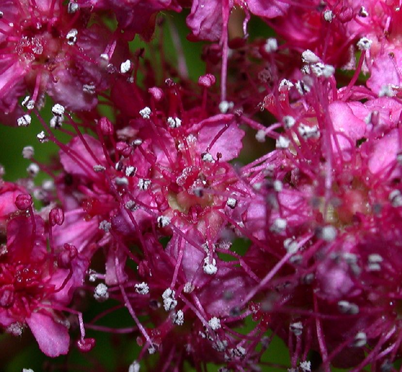 Rosaceae Spiraea bumalda