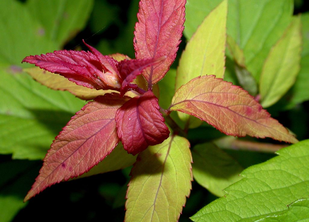 Rosaceae Spiraea bumalda