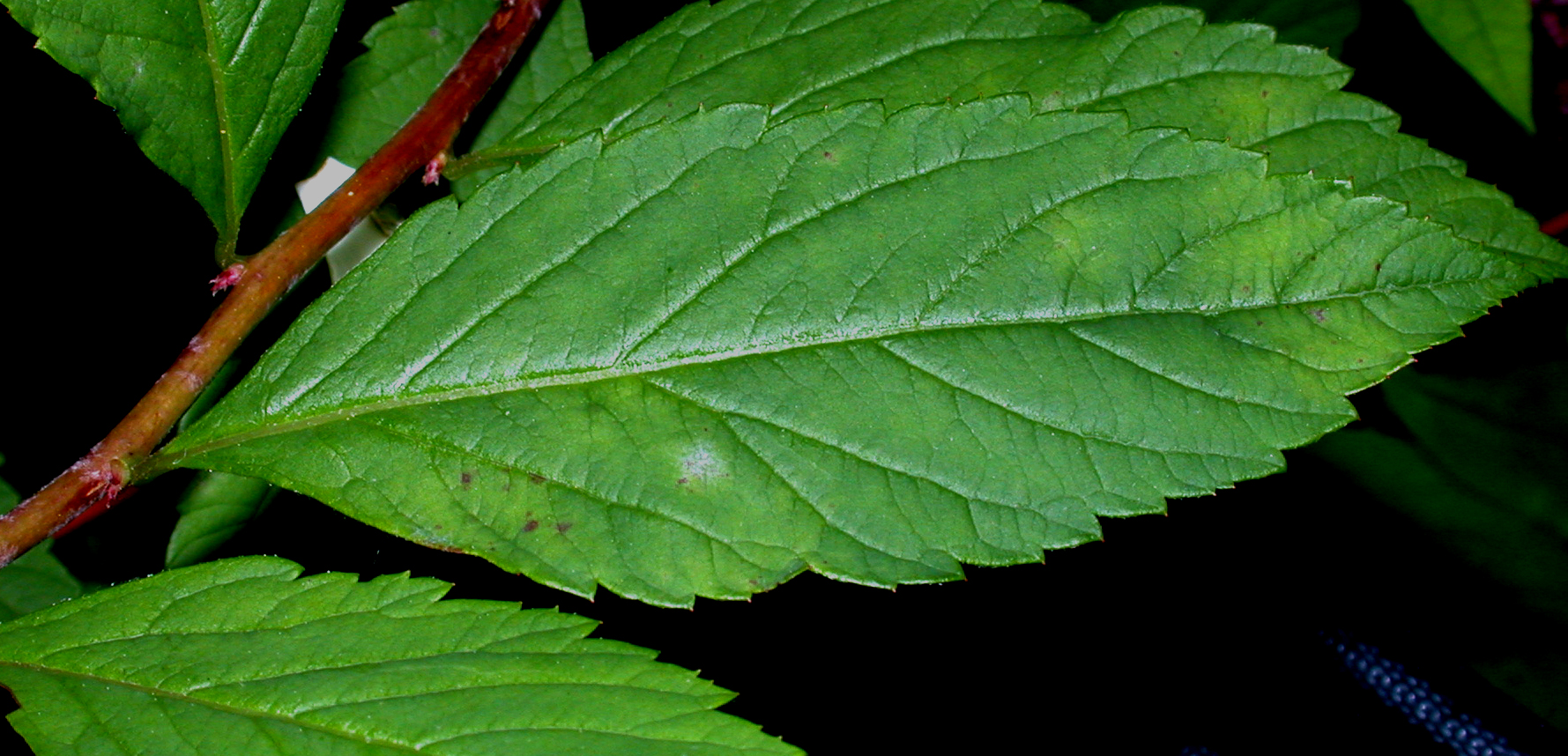 Rosaceae Spiraea bumalda