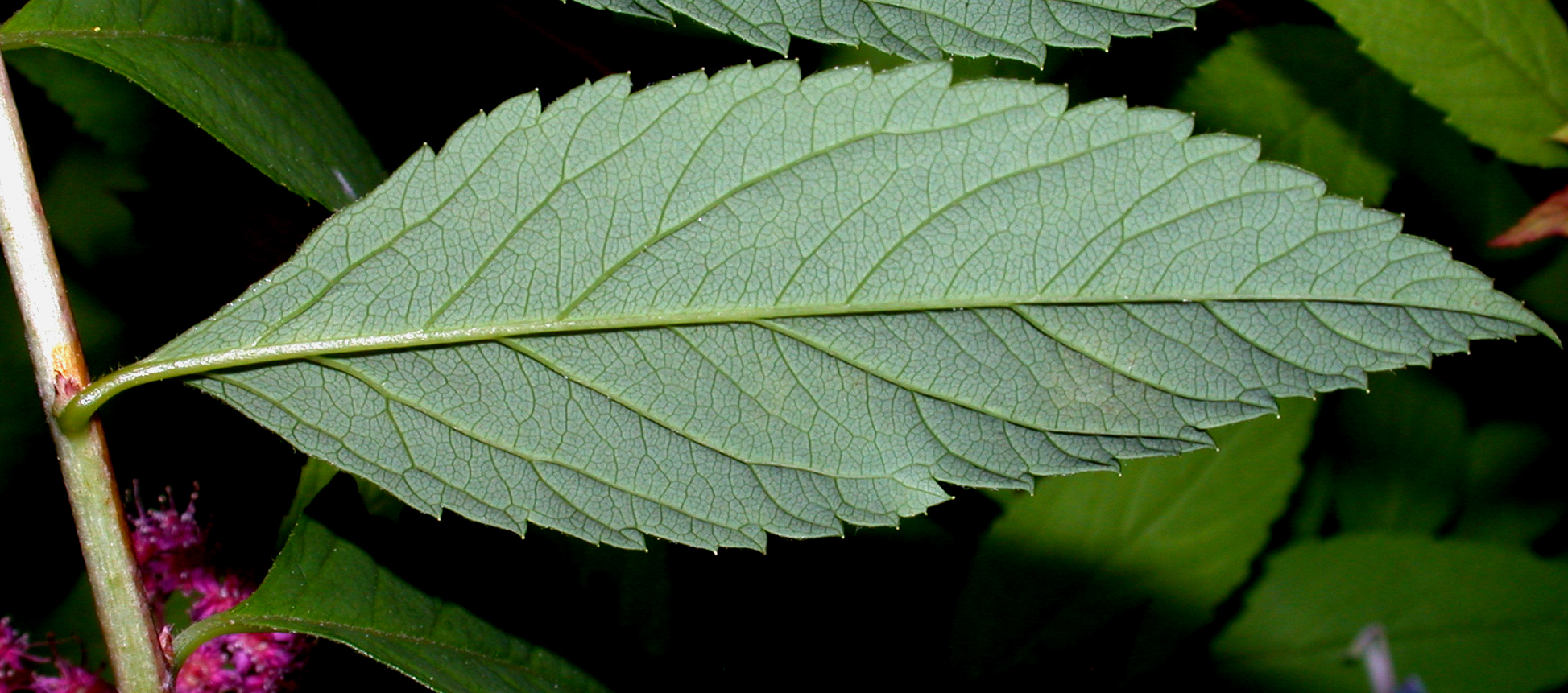 Rosaceae Spiraea bumalda