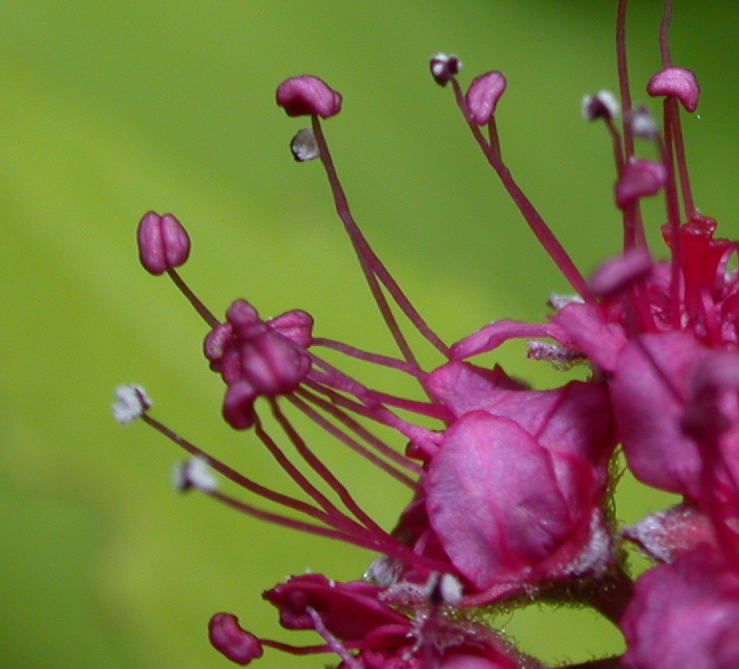 Rosaceae Spiraea bumalda