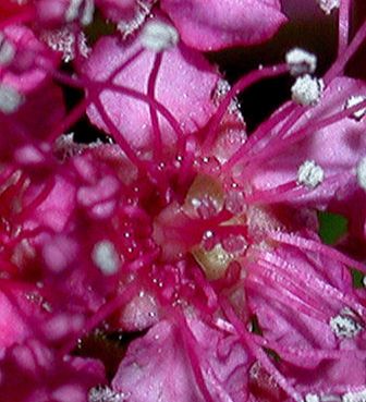Rosaceae Spiraea bumalda