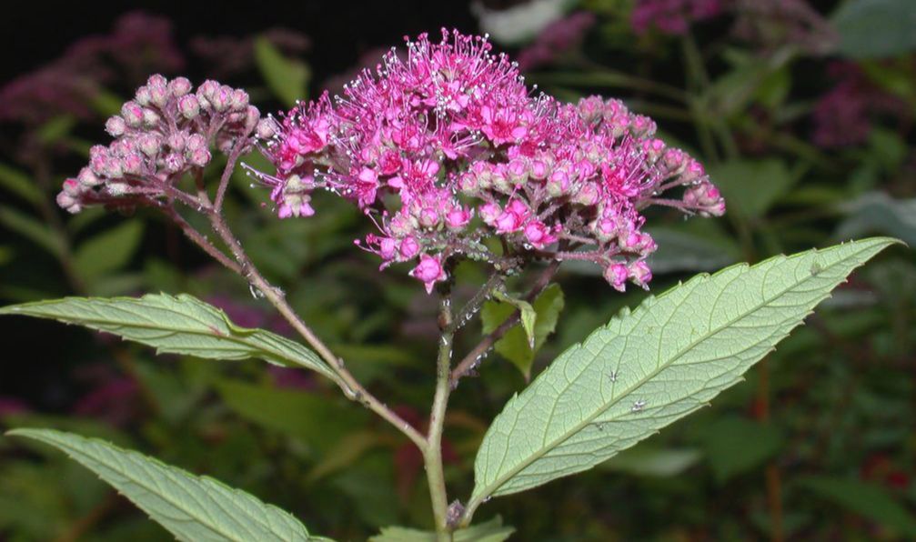 Rosaceae Spiraea bumalda