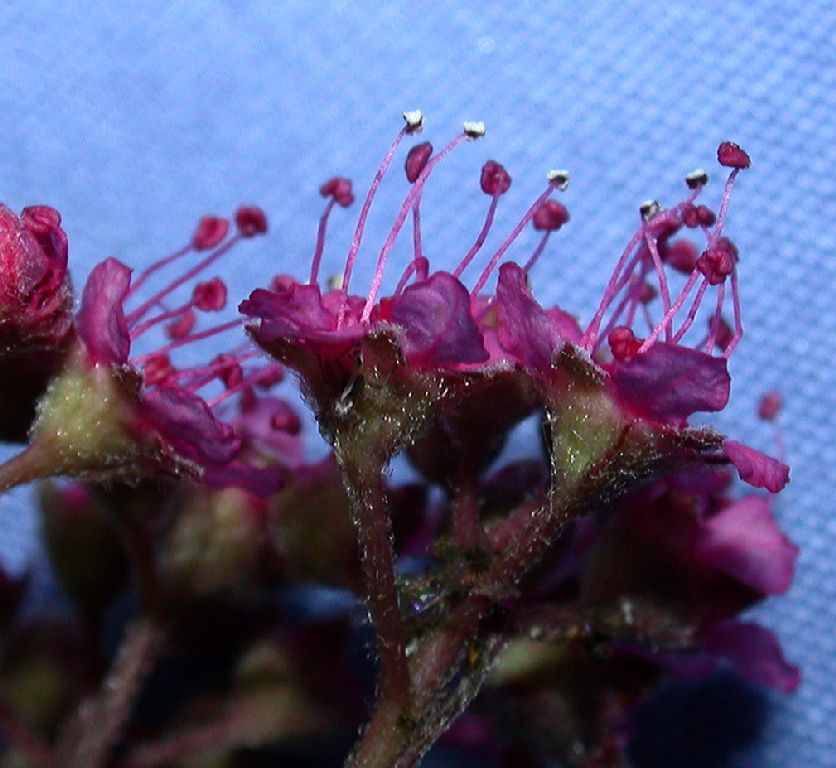 Rosaceae Spiraea bumalda