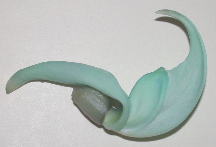 Fabaceae Strongylodon macrobotrys