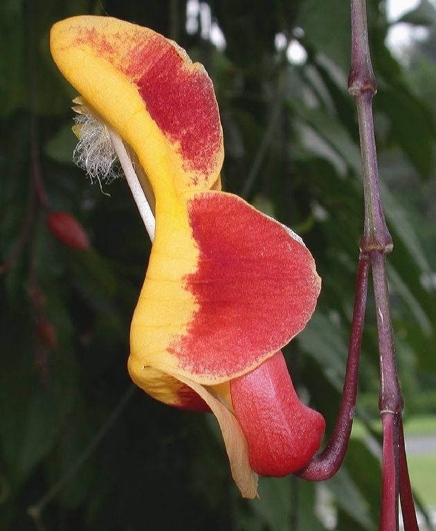 Acanthaceae Thunbergia mysorensis