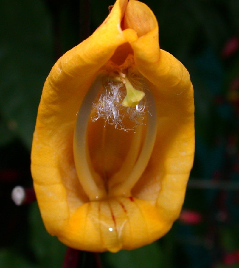 Acanthaceae Thunbergia mysorensis