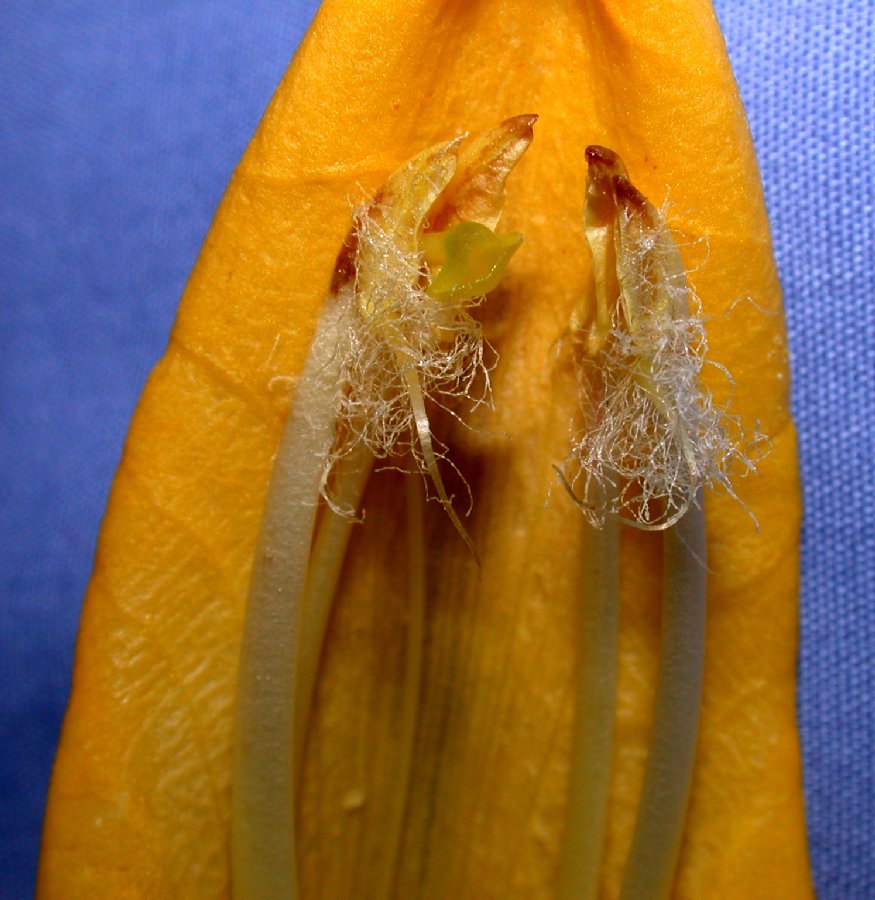 Acanthaceae Thunbergia mysorensis