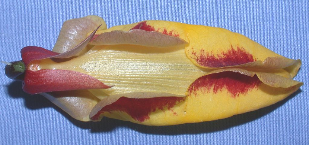 Acanthaceae Thunbergia mysorensis