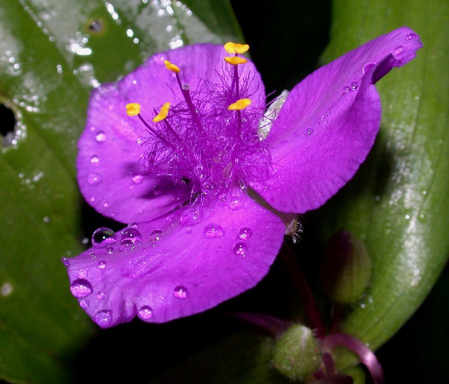 Commelinaceae Tradescantia ohiensis