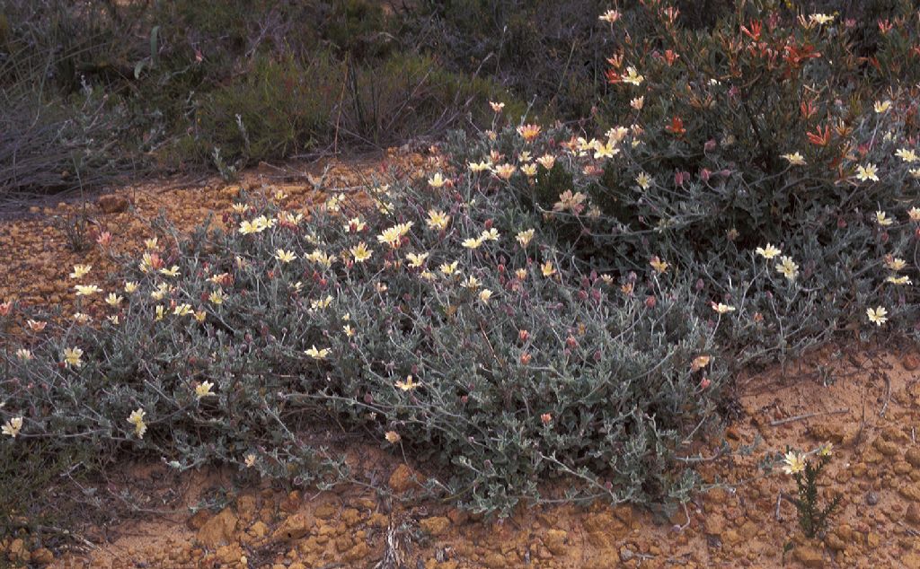 Apiaceae Xanthosia 