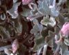 image of Xanthosia 