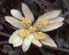 image of Xanthosia 