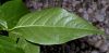 image of Chimonanthus praecox
