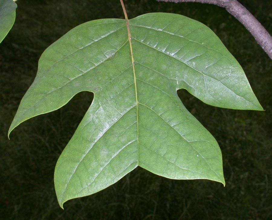 Magnoliaceae Liriodendron chinese