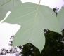 image of Liriodendron chinese