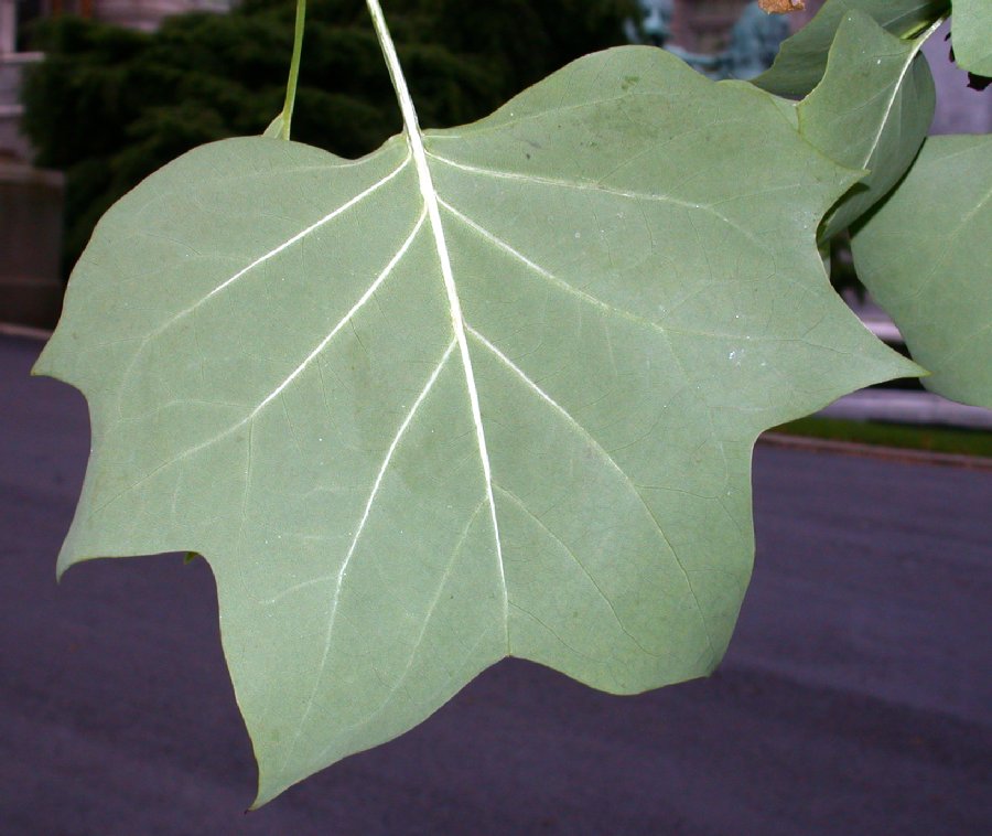 Magnoliaceae Liriodendron tulipfera