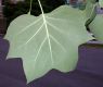 image of Liriodendron tulipfera