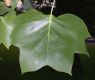 image of Liriodendron tulipfera